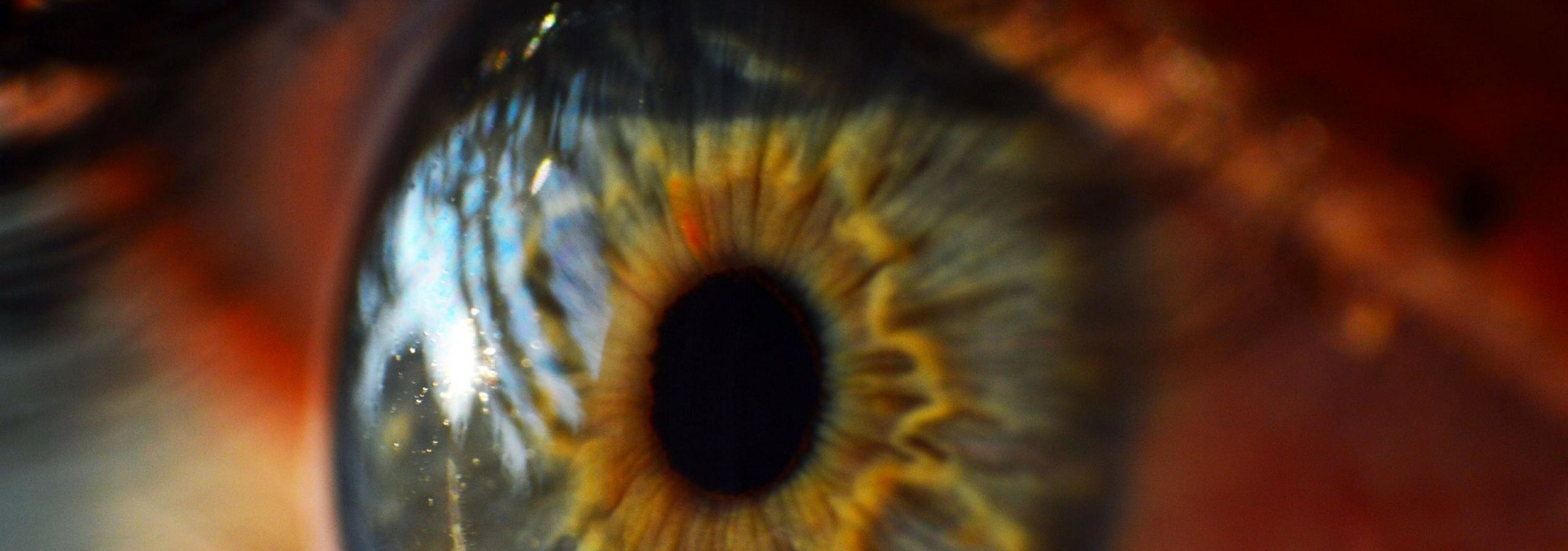 close up of human eye close up of human eye